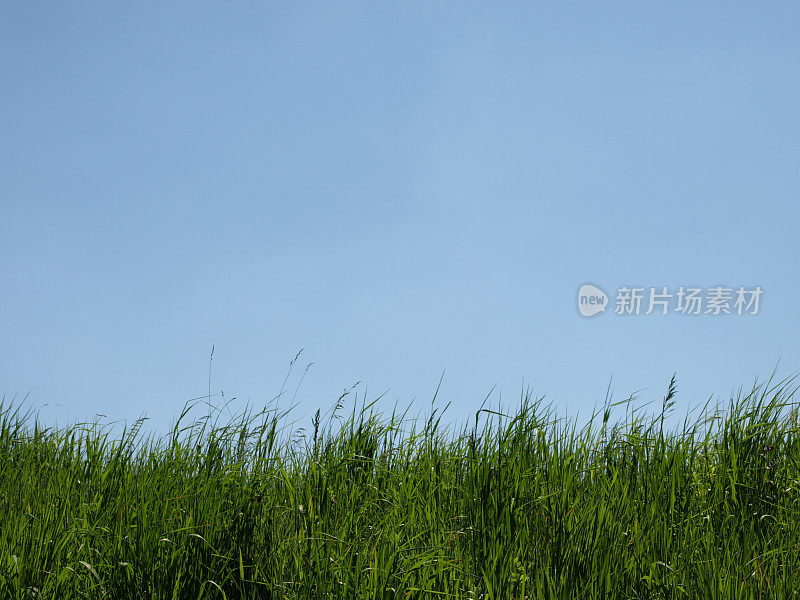 Gras in the summer wind蓝色的天空拷贝空间